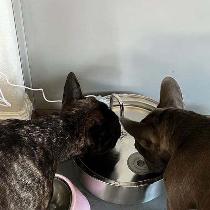 PetSip™ |💧 Ponad 1 000 psów nie może się mylić – najlepsze nawodnienie dla Twojego pupila!